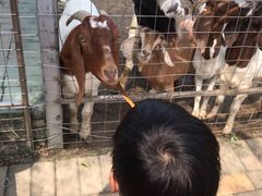 -迪茵湖田家舍生态农场