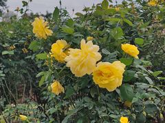 -人民公园(罗湖区)