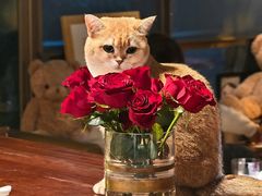 -咖法森林·咖啡  酒吧(天河店)