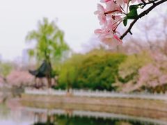 -莫愁湖公园