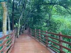 -西双版纳原始森林公园