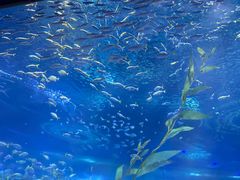 -海合安武汉极地海洋公园