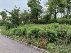 -广富林郊野公园