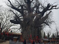 -大槐树寻根祭祖园