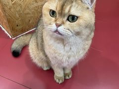 -和它·交个朋友·狗咖猫咖(爱琴海店)