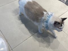 -怪兽屋·羊驼·猫咖·狗咖(俊华广场店)