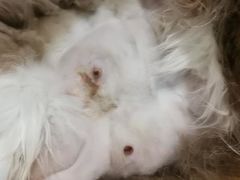 -佳雯宠物医院(四明中路分院)