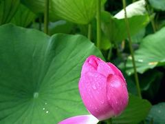 -莲花池公园