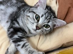 -lincat·猫舍(广州店)