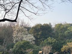 -杭州植物园