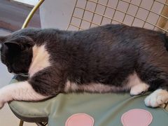 -藏猫猫咖啡主题馆(中央大道店)