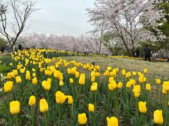 -苏州上方山国家森林公园