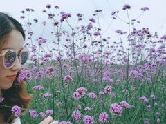 -紫颐香薰山谷景区
