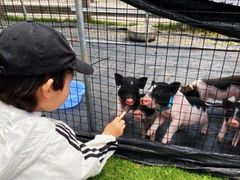 -前小桔亲子创意农场·草莓采摘·露营烧烤