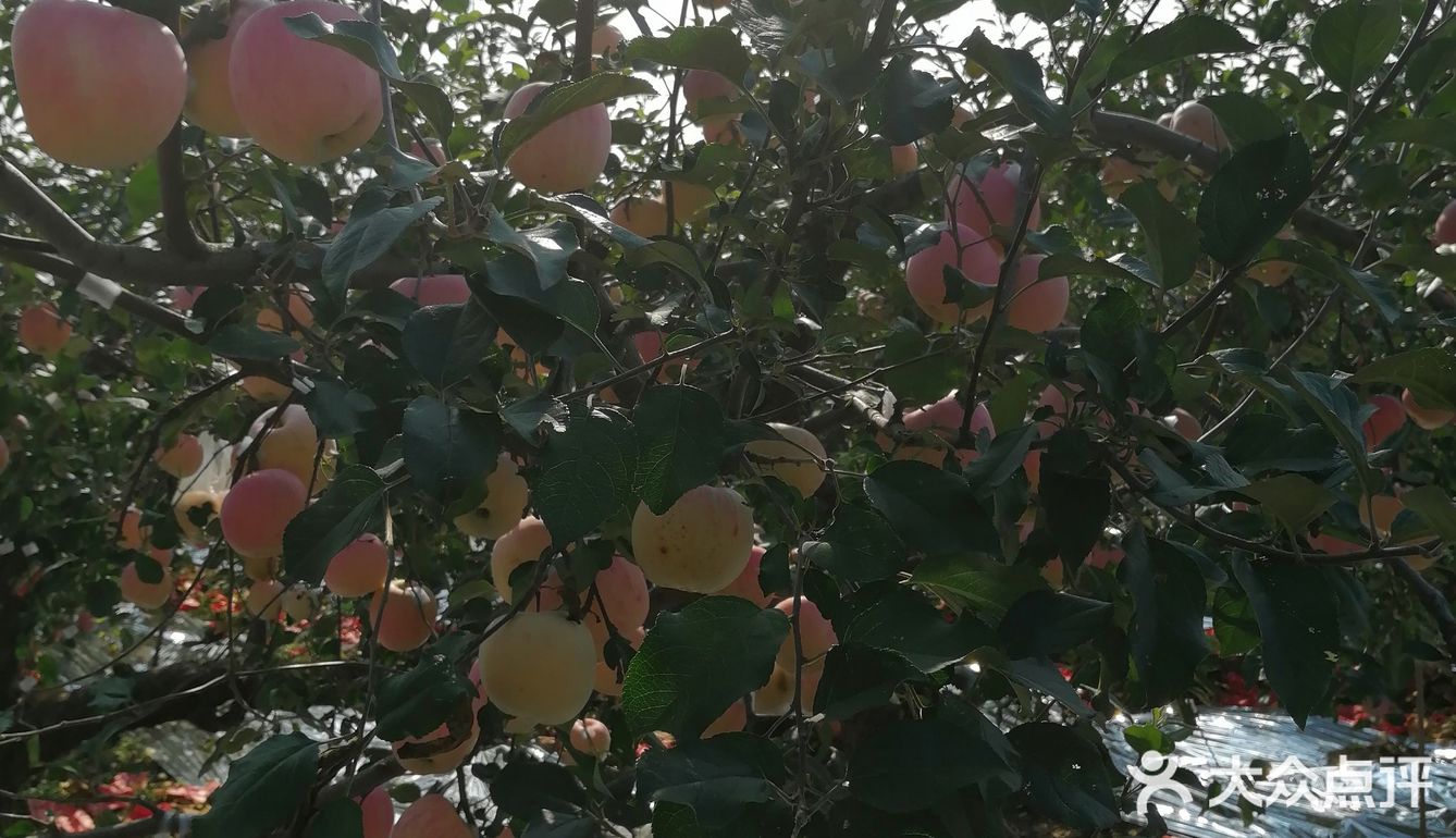 周末来采摘苹果🍎吧