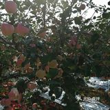 周末来采摘苹果🍎吧