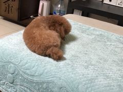 -宠福鑫康馨动物医院·骨科·眼科