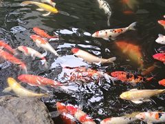 -观音桥步行街