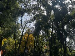 -东湖落雁景区
