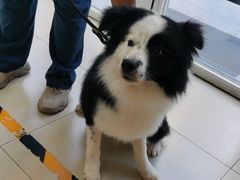 -宠福鑫康馨动物医院·骨科·眼科