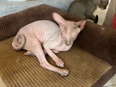 -平行世界·猫咖(首经贸店)
