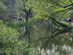 -上海共青森林公园