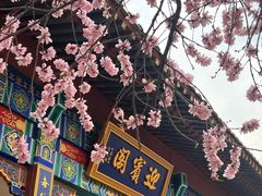 -桃花堤公园