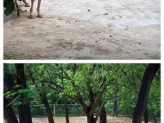 -深圳野生动物园