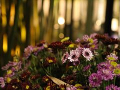 iphone_upload_pic-新竹里馆·花园餐厅(兴苑路店)