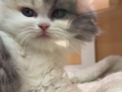 -老吴的猫·猫舍(新区店)