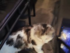 -Mr.Fox狐狸先生超级密室(南山店)