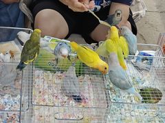 -中环花鸟鱼虫市场