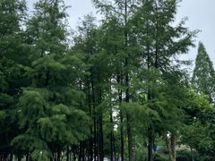 -西北湖绿化广场