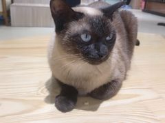 -藏猫猫咖啡主题馆(中央大道店)