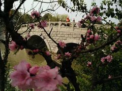 -南汇水蜜桃采摘(大团店)