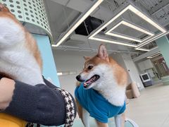 -怪兽屋·羊驼·猫咖·狗咖(俊华广场店)