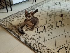 -千城康桥宠物医院·猫科·骨科·心脏