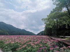 -广州市石门国家森林公园