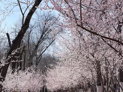 -桃花堤公园