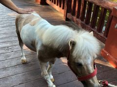 -清迈夜间动物园