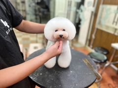 -鑫艺宠物美容培训学校