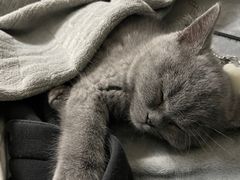 -lincat·猫舍(广州店)