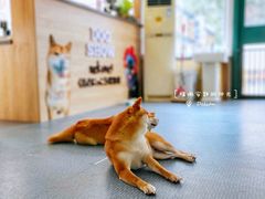 -柴源莊·柴小宠柴犬咖啡