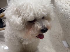 -帕帕拉兹宠物(亚洲旗舰店)