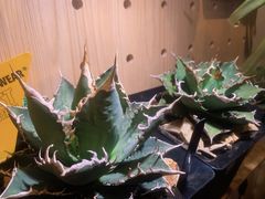 -Rabbit Cafe私房西餐甜点咖啡(栖霞路店)