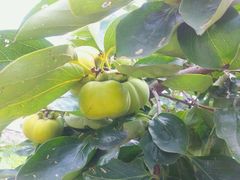 android_upload_pic-丫丫蟹庄·苏式园林农家乐·阳澄湖大闸蟹(阳澄湖莲花岛店)