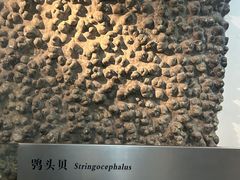 -烟台自然博物馆