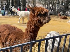 -新疆天山野生动物园