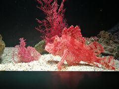 -暹罗海洋世界