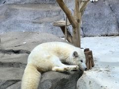 -海合安青岛极地海洋公园